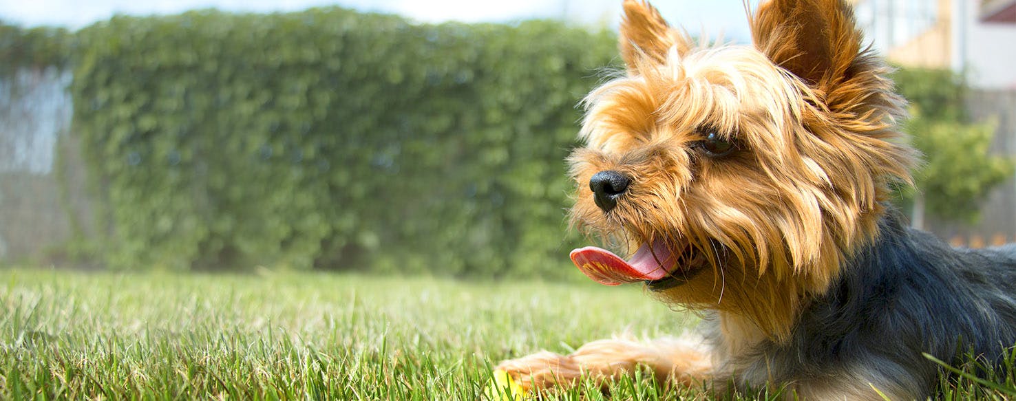 Beauty and the Beast Dog Names Popular Male and Female Names Wag!